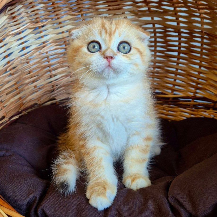
                  
                    Billi
                  
                