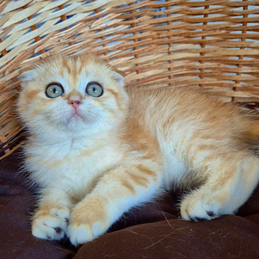 
                  
                    Billi
                  
                