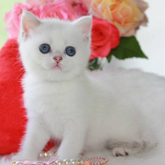 
                  
                    Luna
                  
                