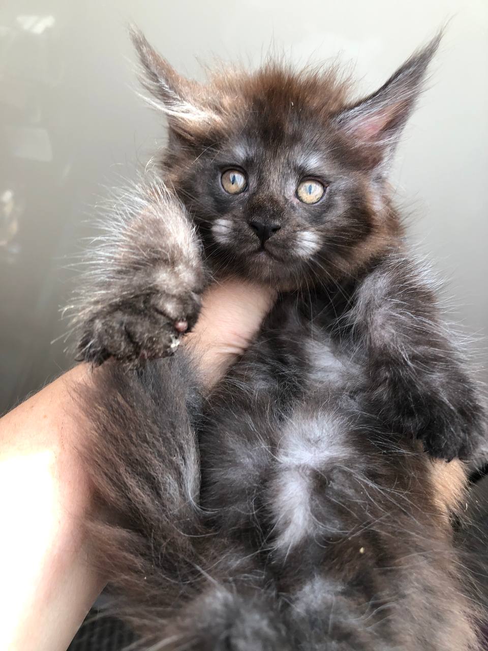
                  
                    Xavier
                  
                