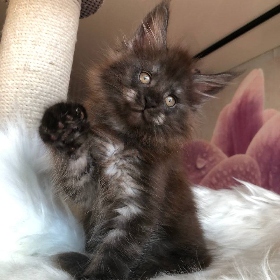 
                  
                    Xavier
                  
                