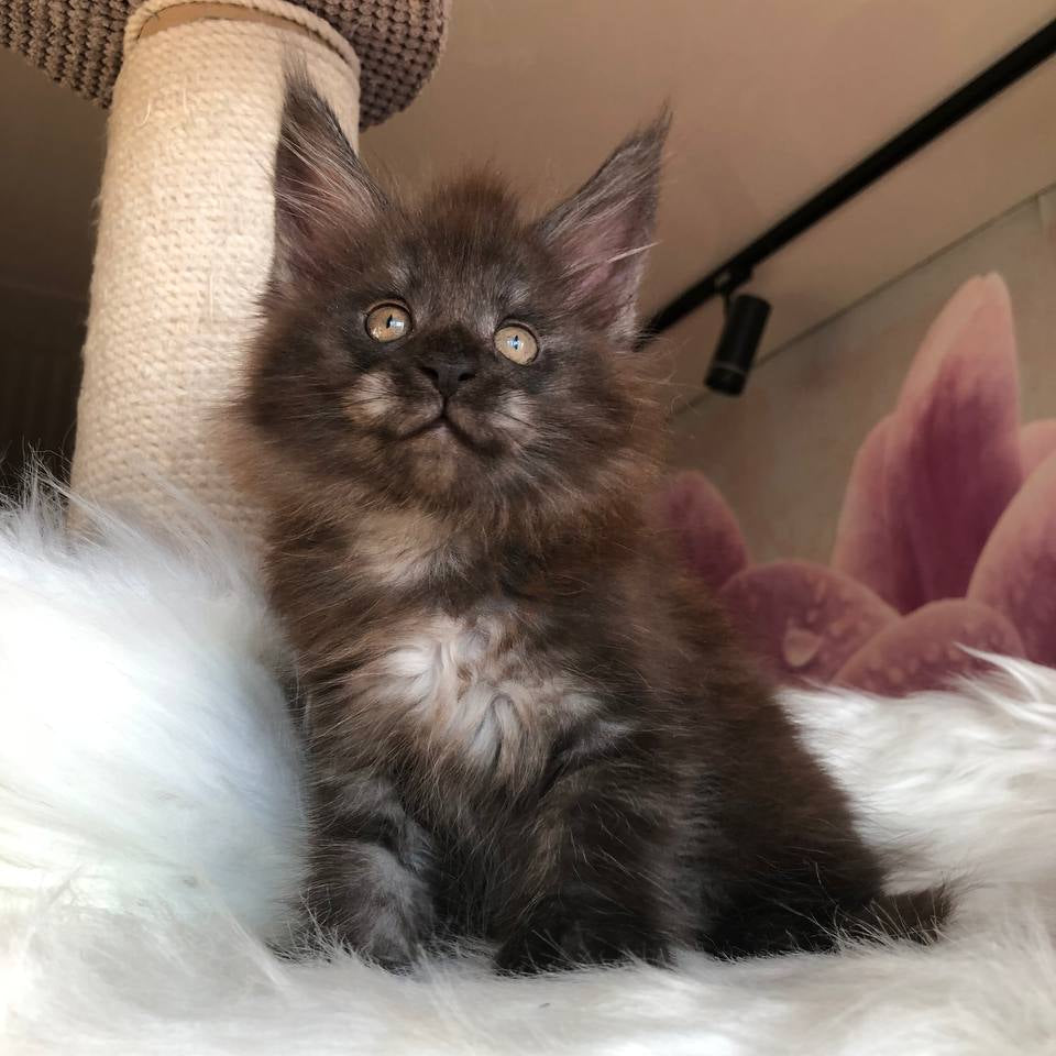 
                  
                    Xavier
                  
                