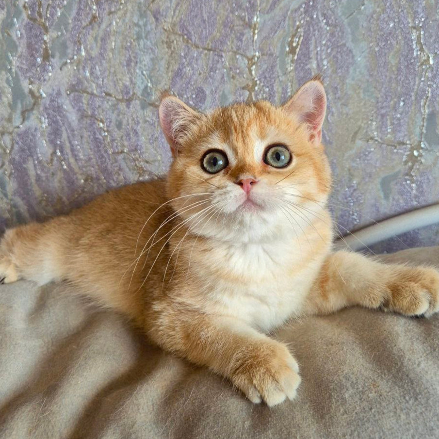 Sima