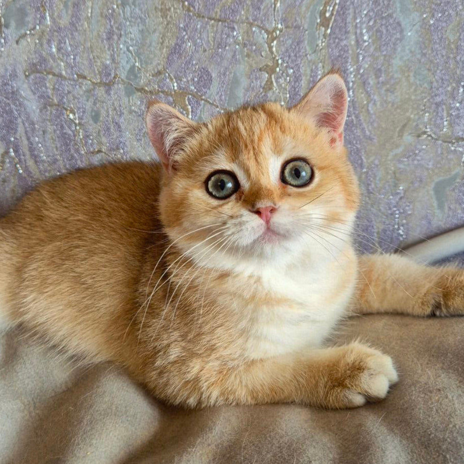 
                  
                    Sima
                  
                