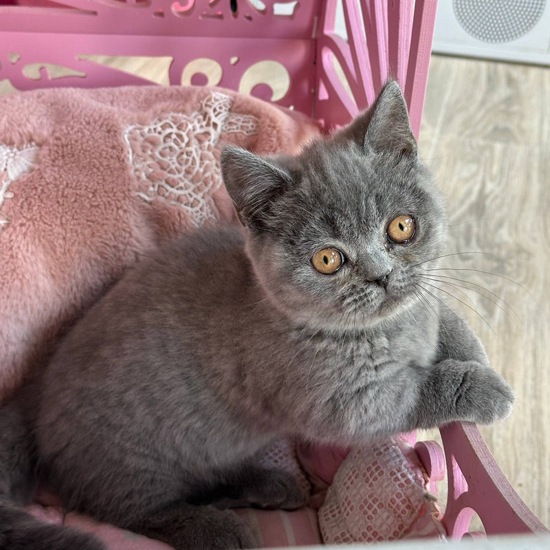 Milka