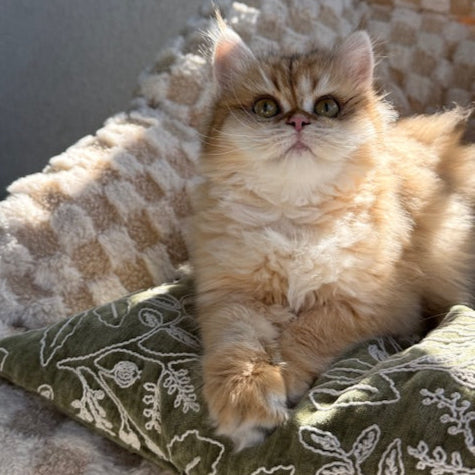 Penelope