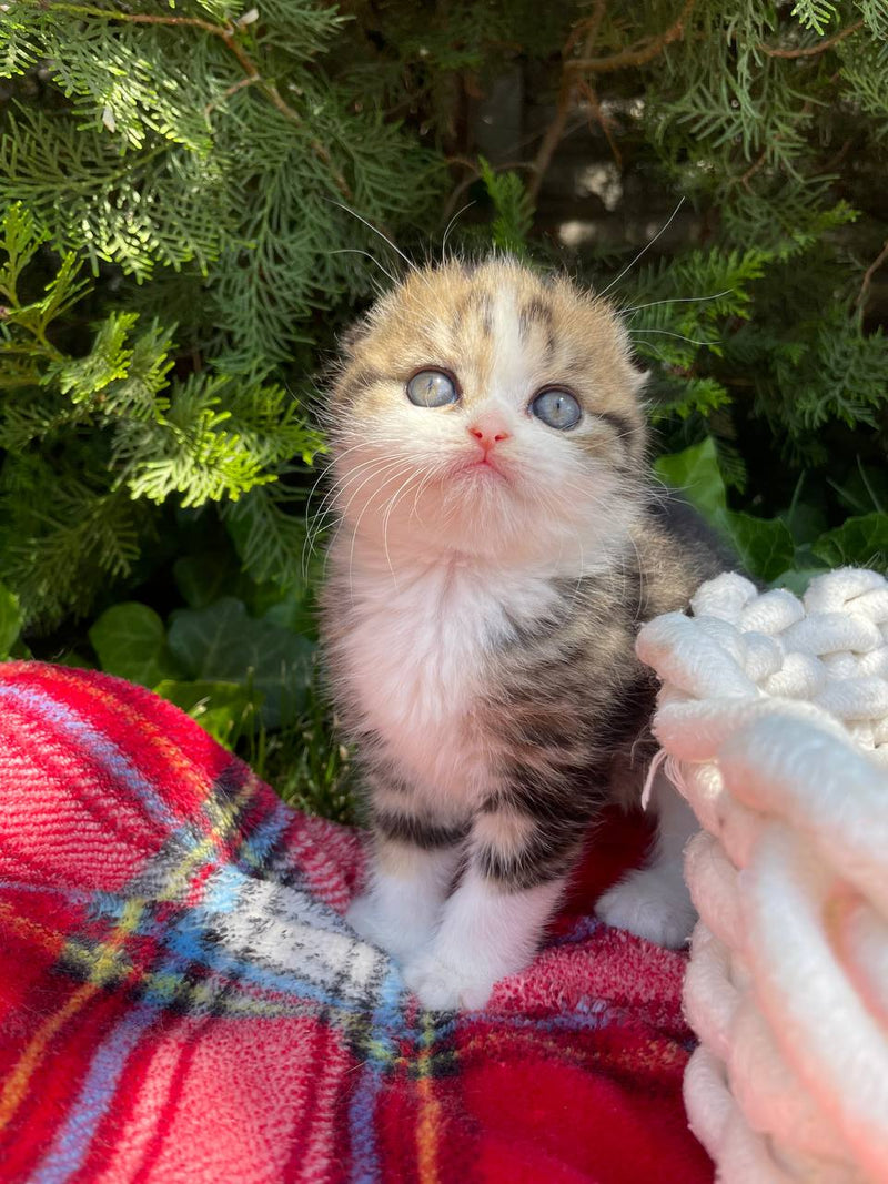 Tina