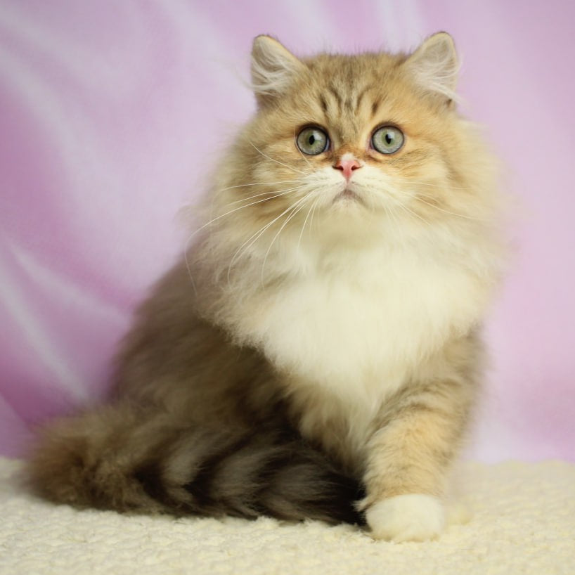Puffy