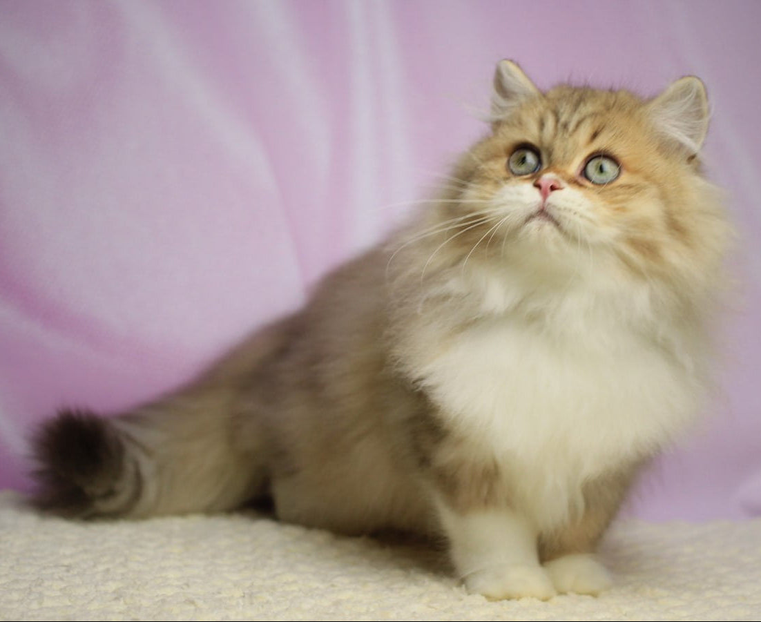 
                  
                    Puffy
                  
                
