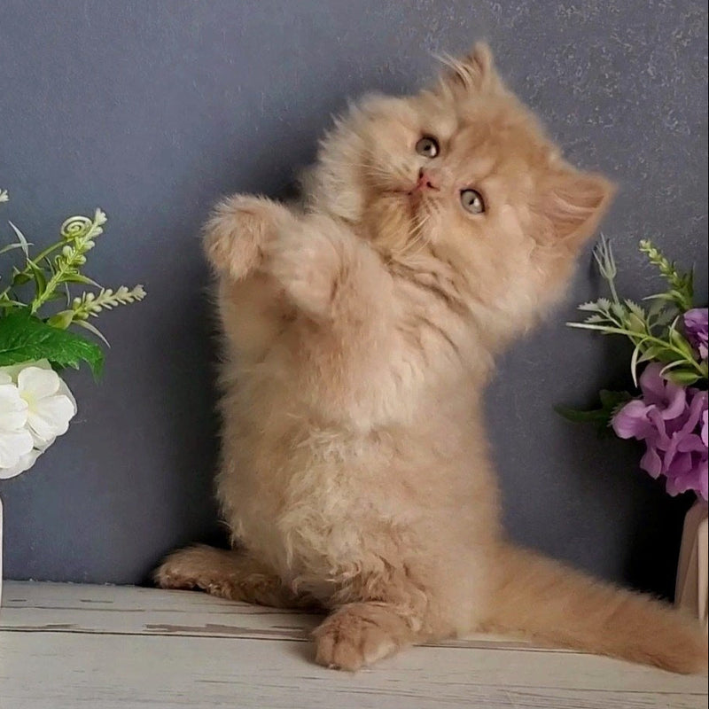 Felix
