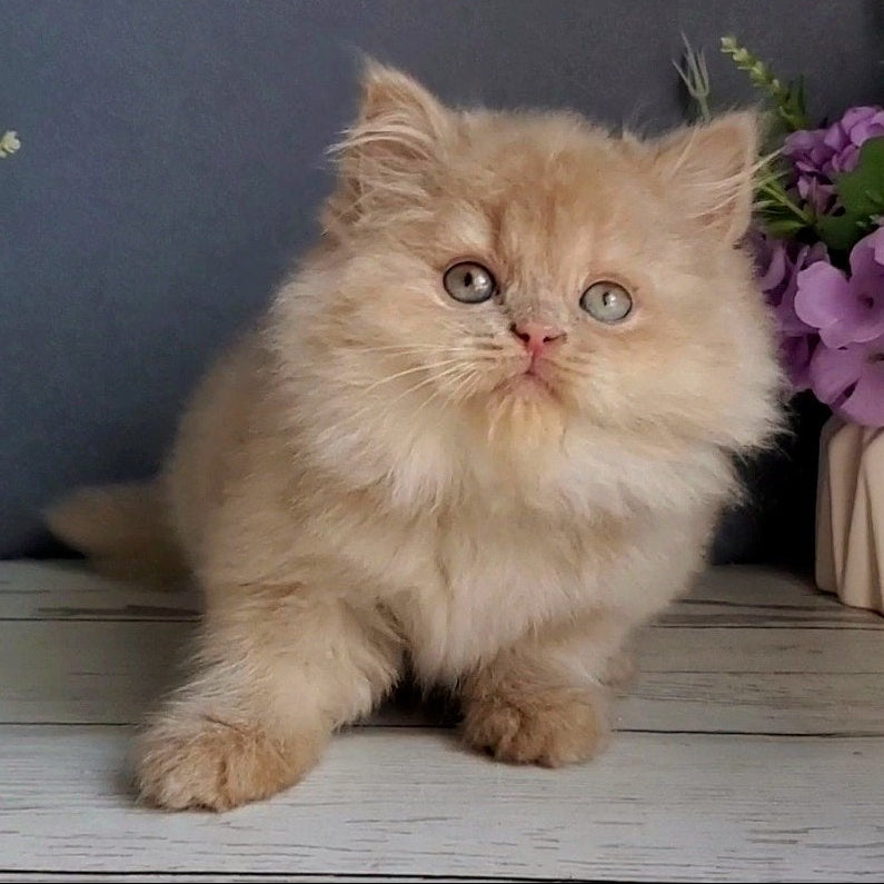 
                  
                    Felix
                  
                