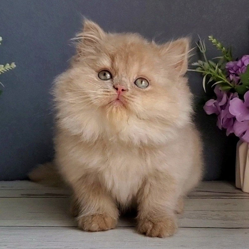 
                  
                    Felix
                  
                