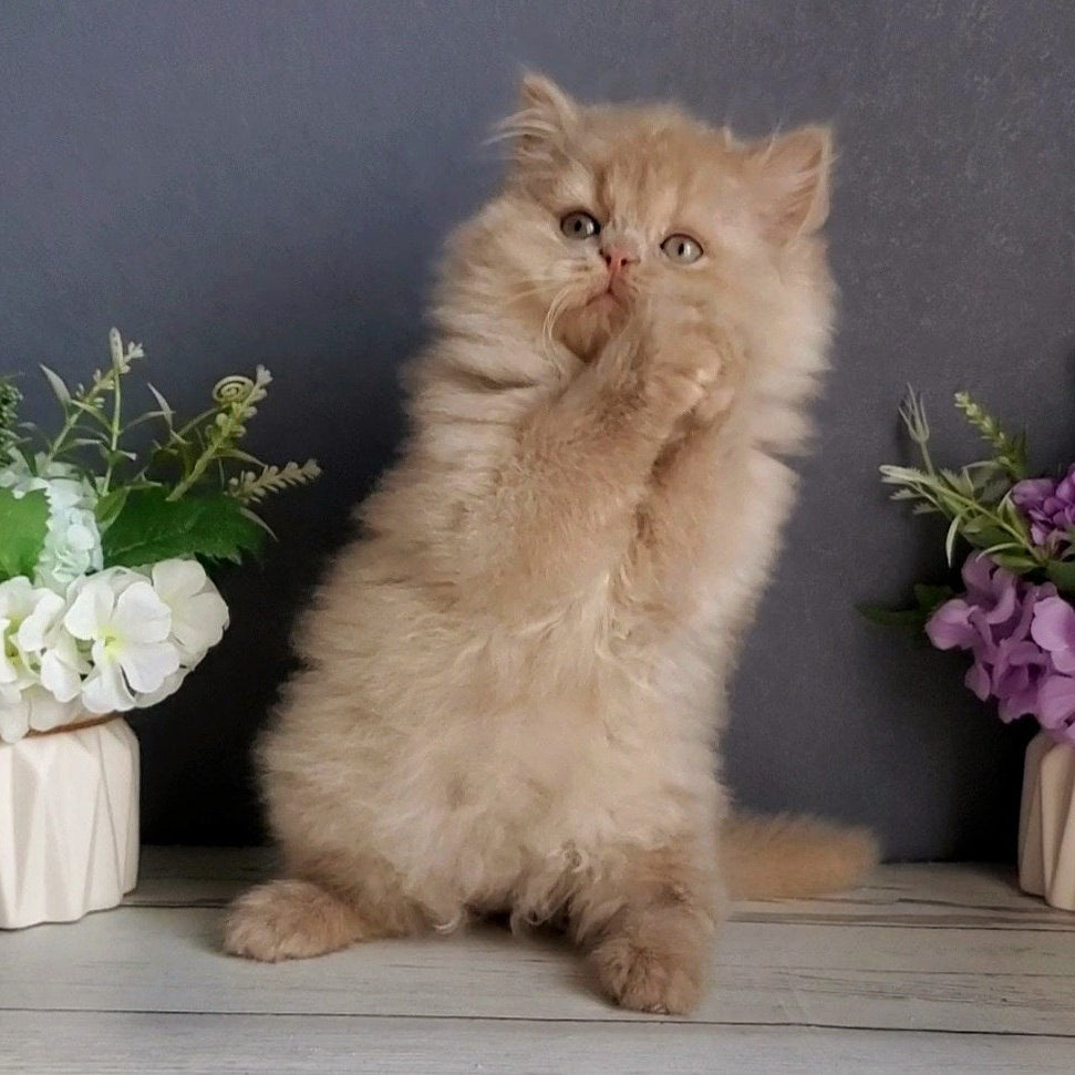 
                  
                    Felix
                  
                