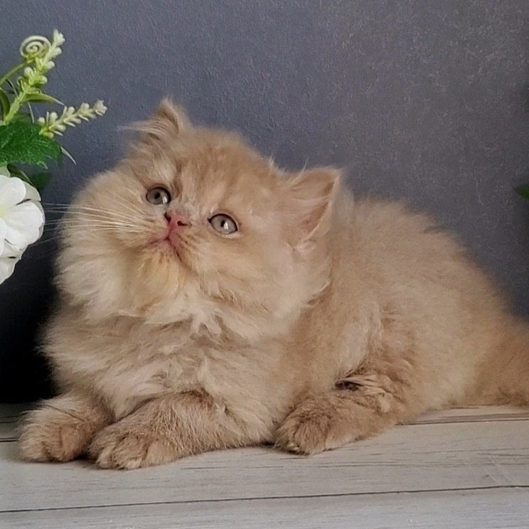 
                  
                    Felix
                  
                