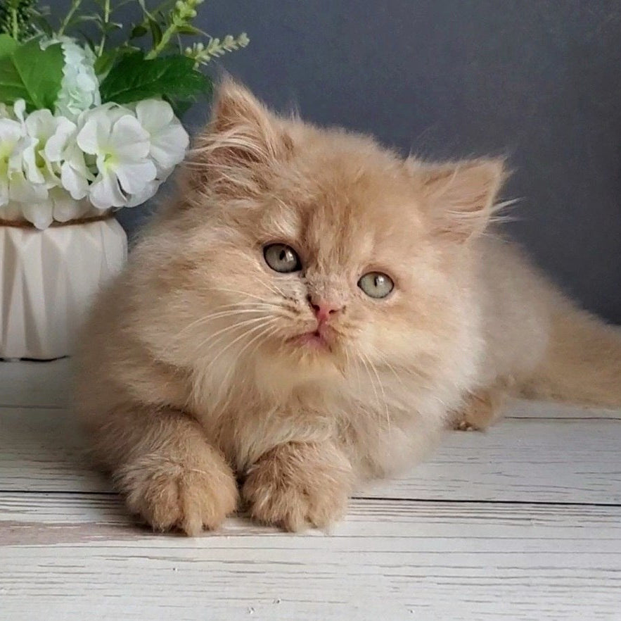 
                  
                    Felix
                  
                
