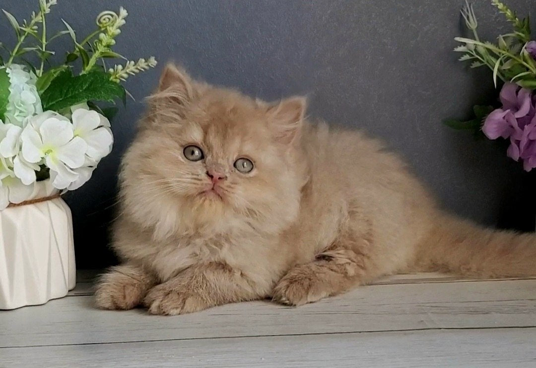 
                  
                    Felix
                  
                