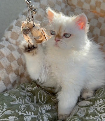 
                  
                    Pelagea
                  
                