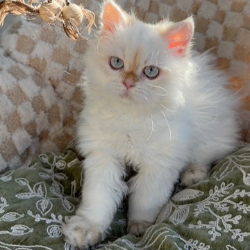 Pelagea