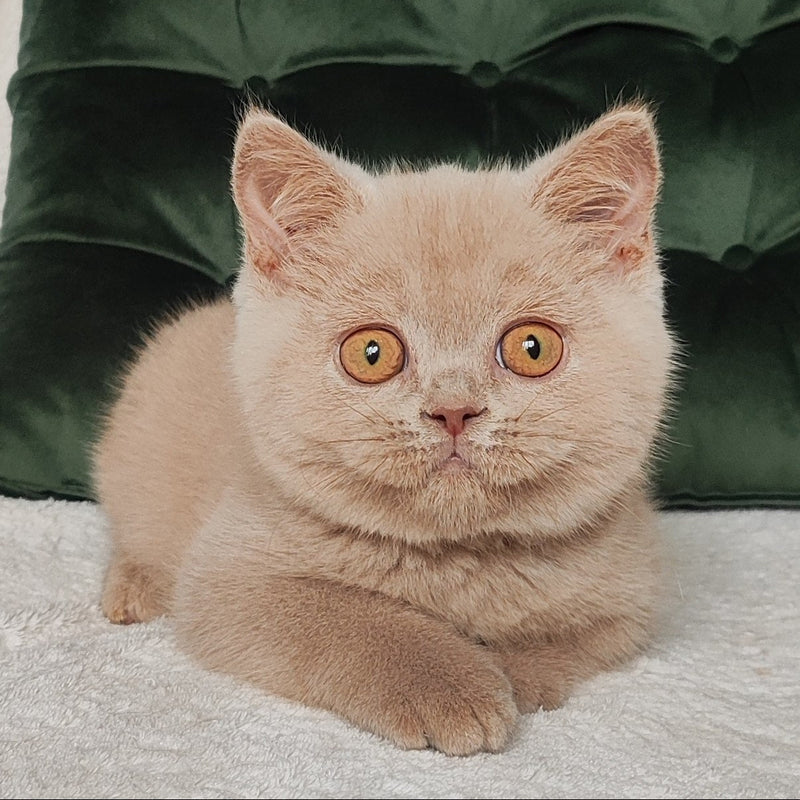 Ukki