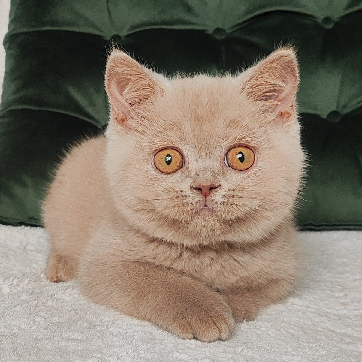 
                  
                    Ukki
                  
                