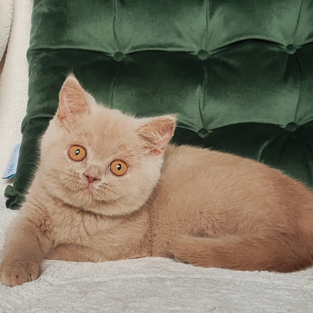 
                  
                    Ukki
                  
                