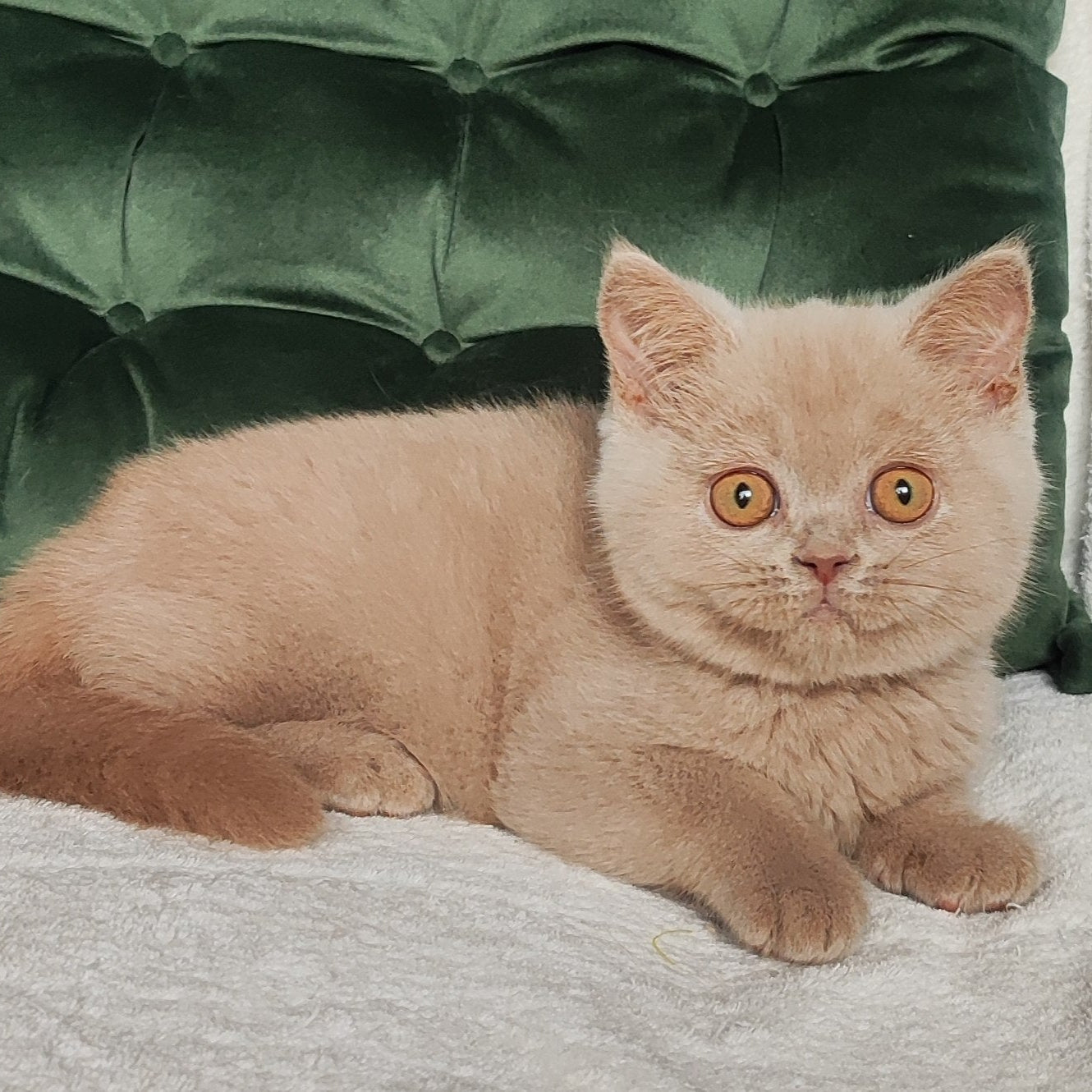
                  
                    Ukki
                  
                