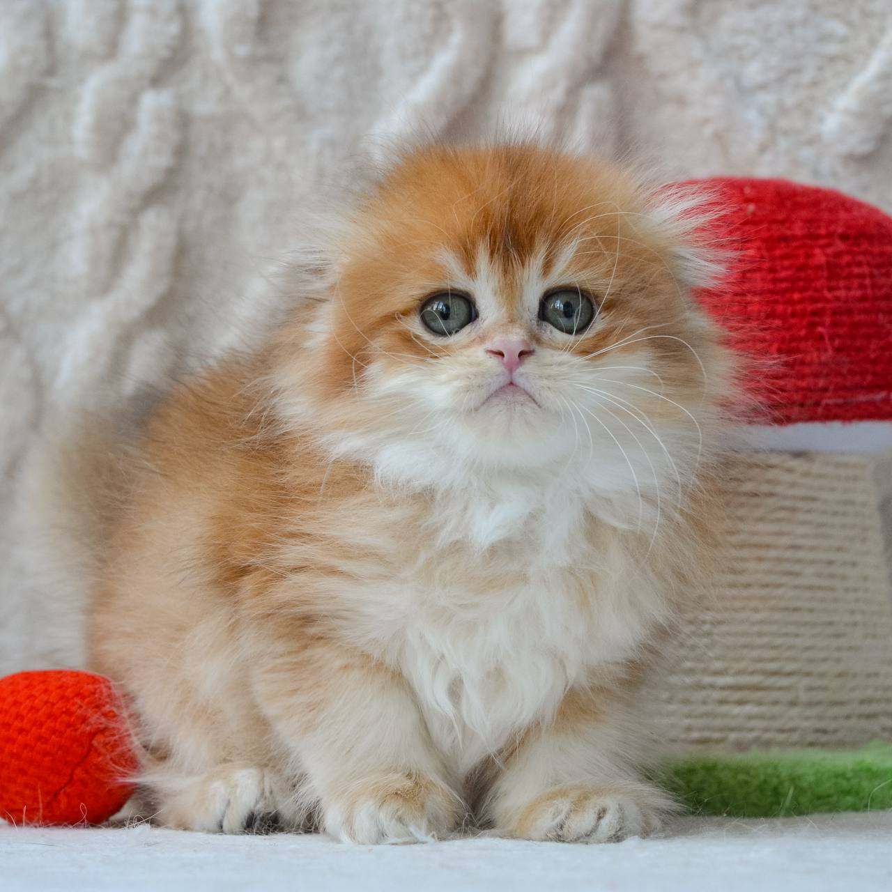 
                  
                    Archie
                  
                