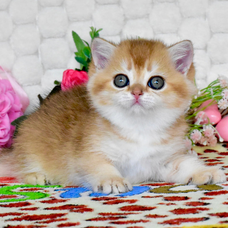 Warya