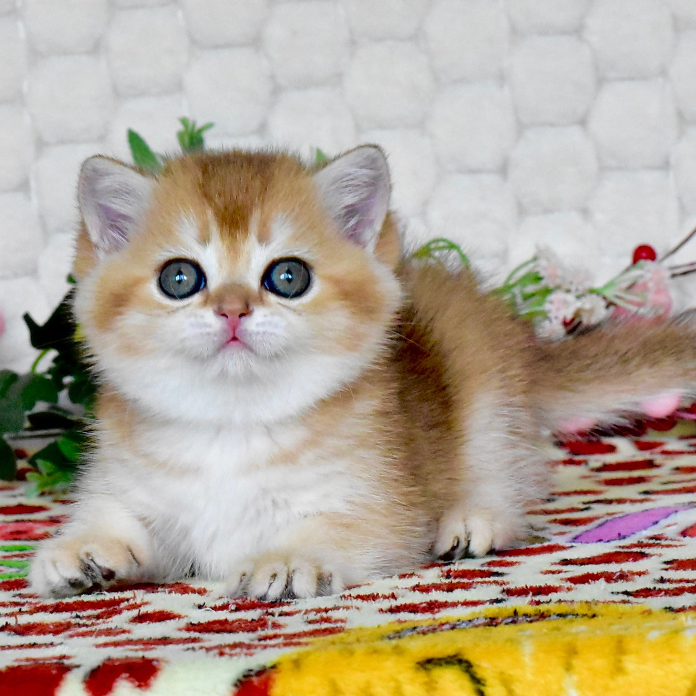 
                  
                    Warya
                  
                