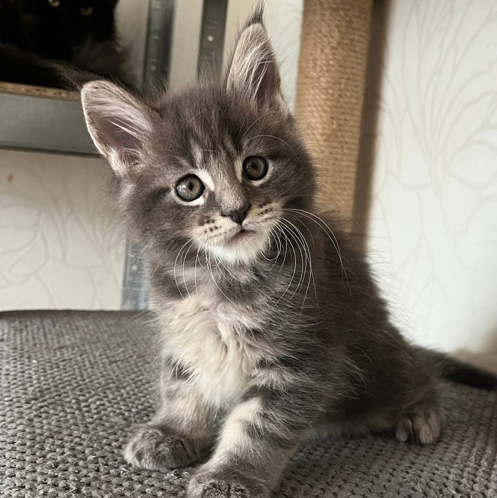 Hugo