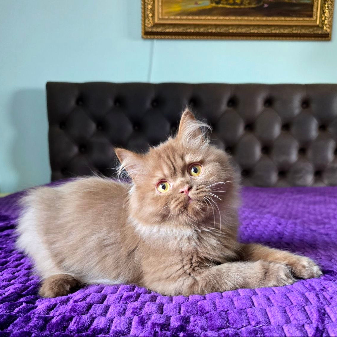 
                  
                    Biscuit
                  
                
