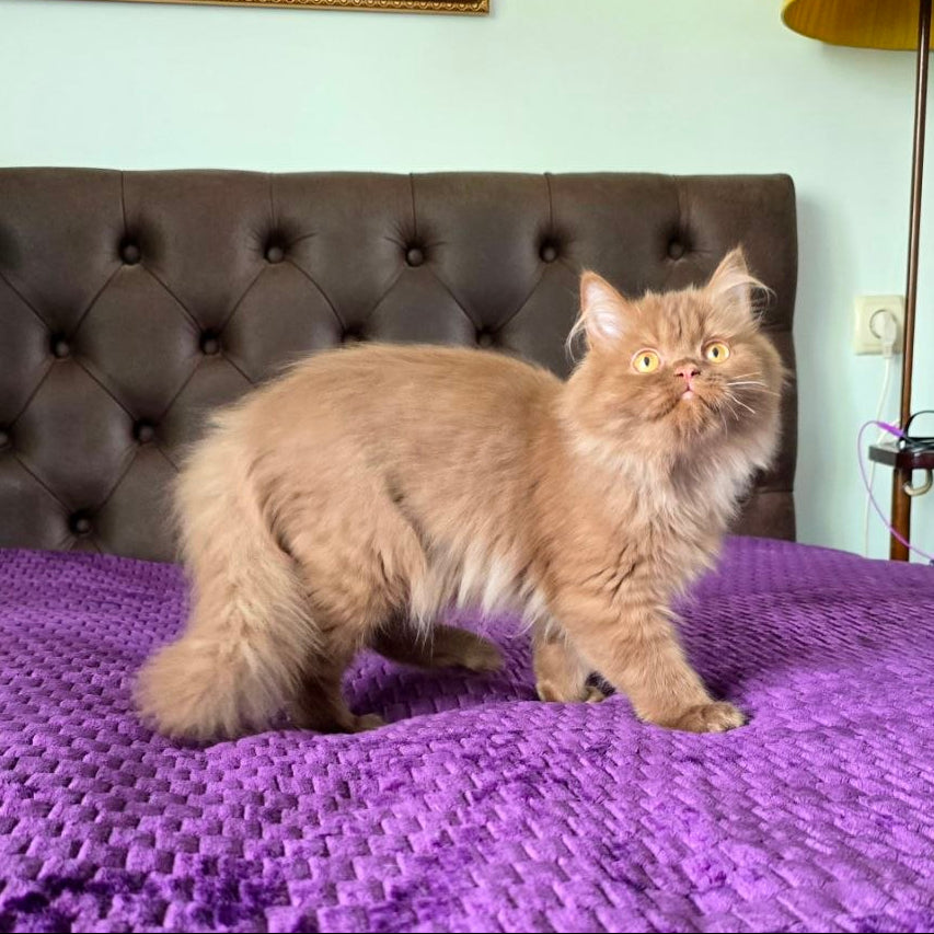 
                  
                    Biscuit
                  
                