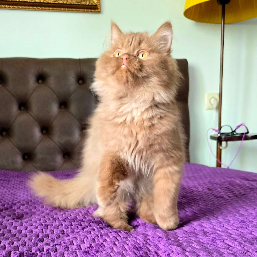 
                  
                    Biscuit
                  
                