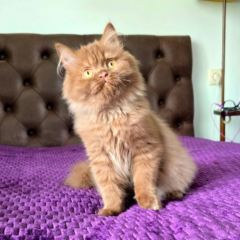 
                  
                    Biscuit
                  
                