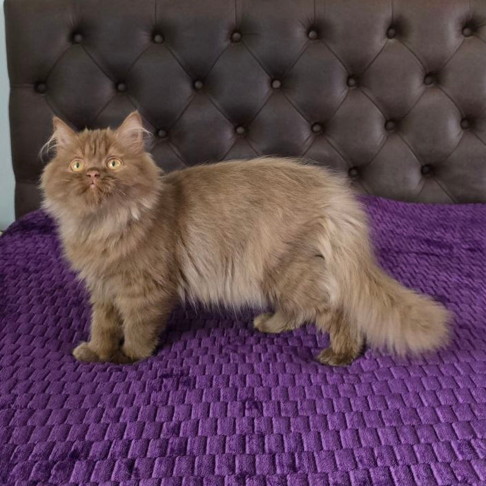
                  
                    Biscuit
                  
                