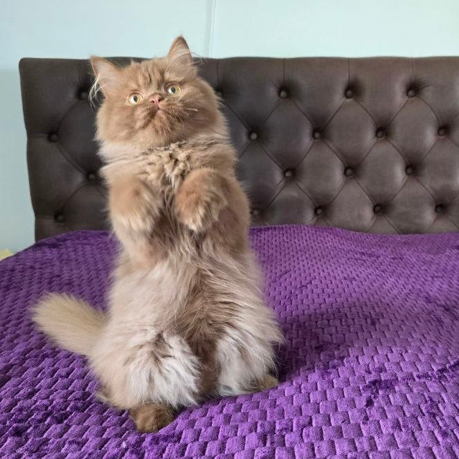 
                  
                    Biscuit
                  
                