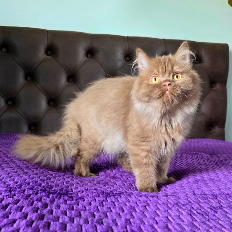 
                  
                    Biscuit
                  
                
