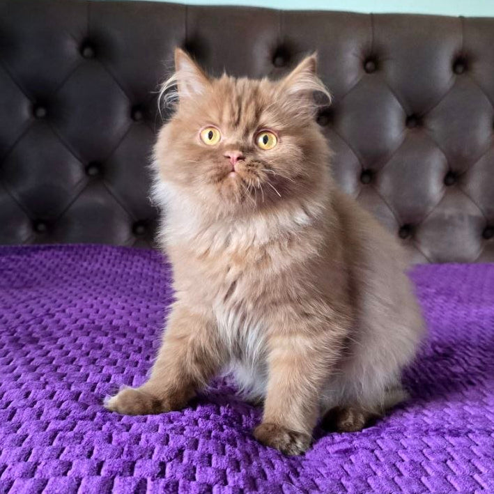 
                  
                    Biscuit
                  
                