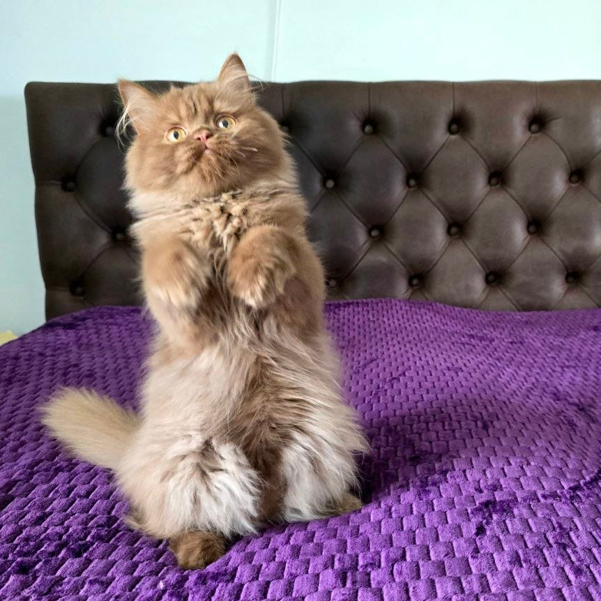 
                  
                    Biscuit
                  
                