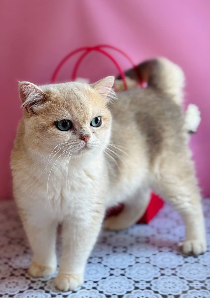 Casper