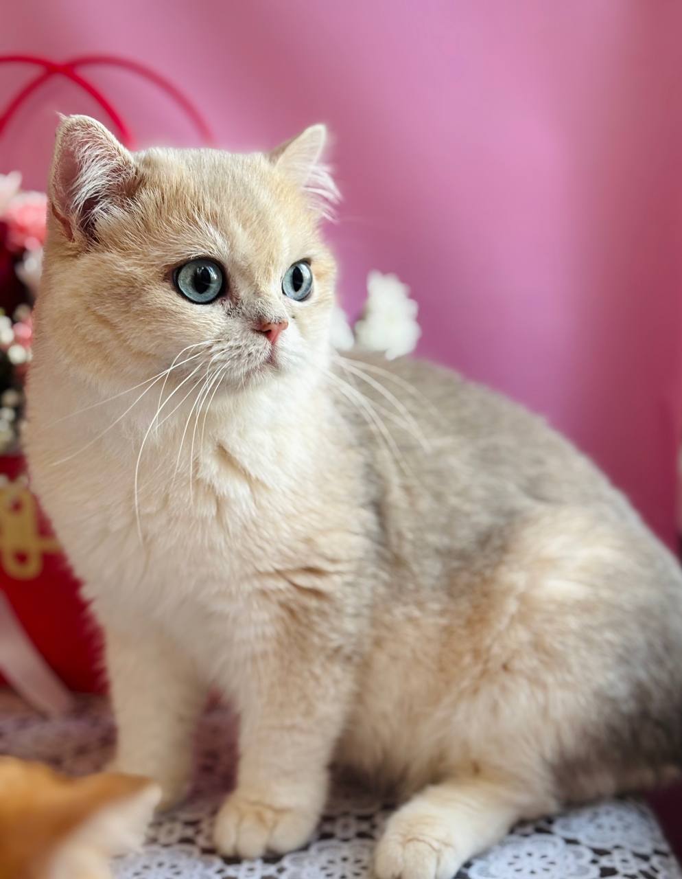 
                  
                    Casper
                  
                