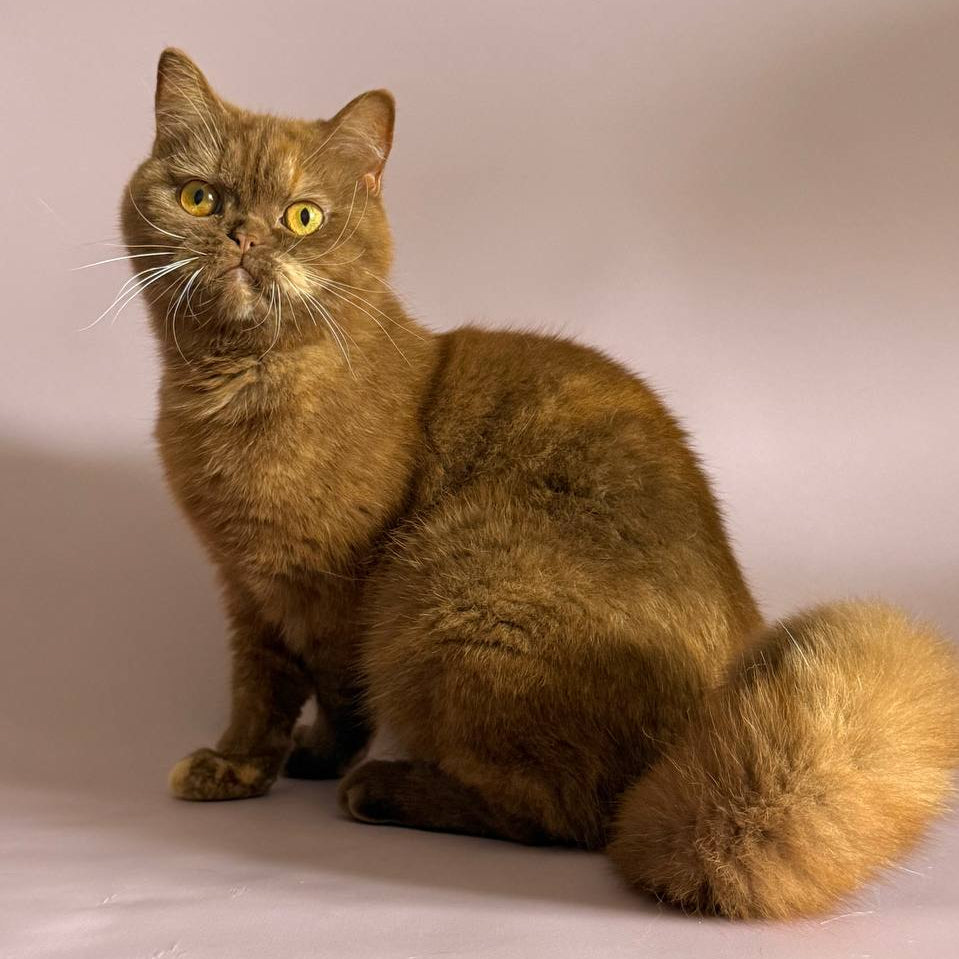 
                  
                    Bambi
                  
                