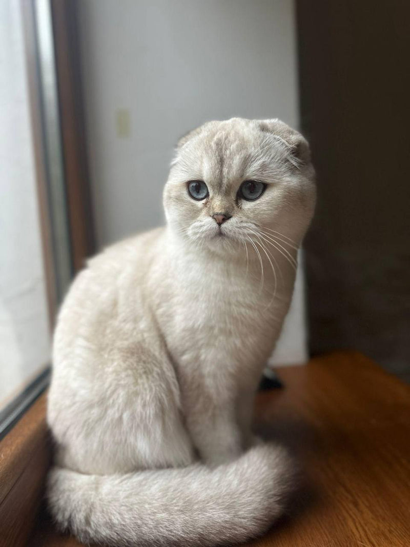 Vanilla