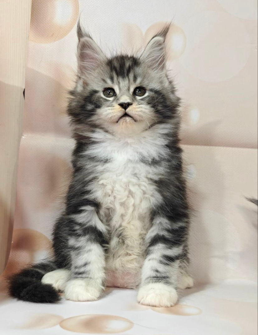 
                  
                    Alexander
                  
                