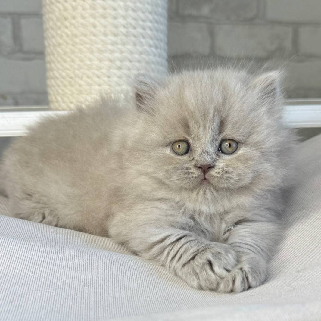 
                  
                    Ari
                  
                