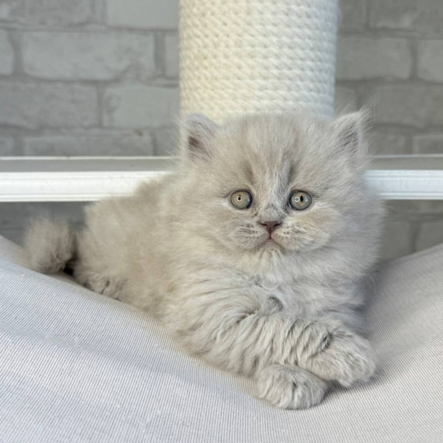 
                  
                    Ari
                  
                