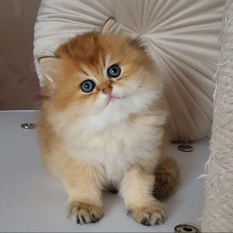 Oliver