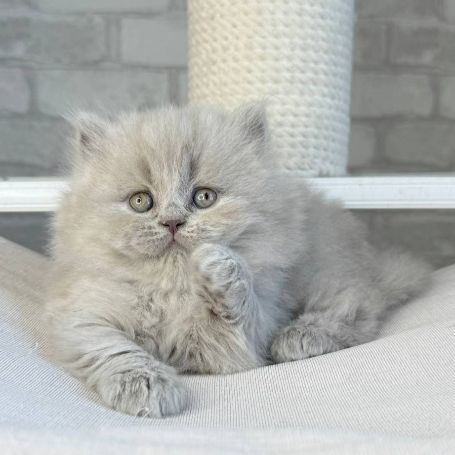 
                  
                    Ari
                  
                