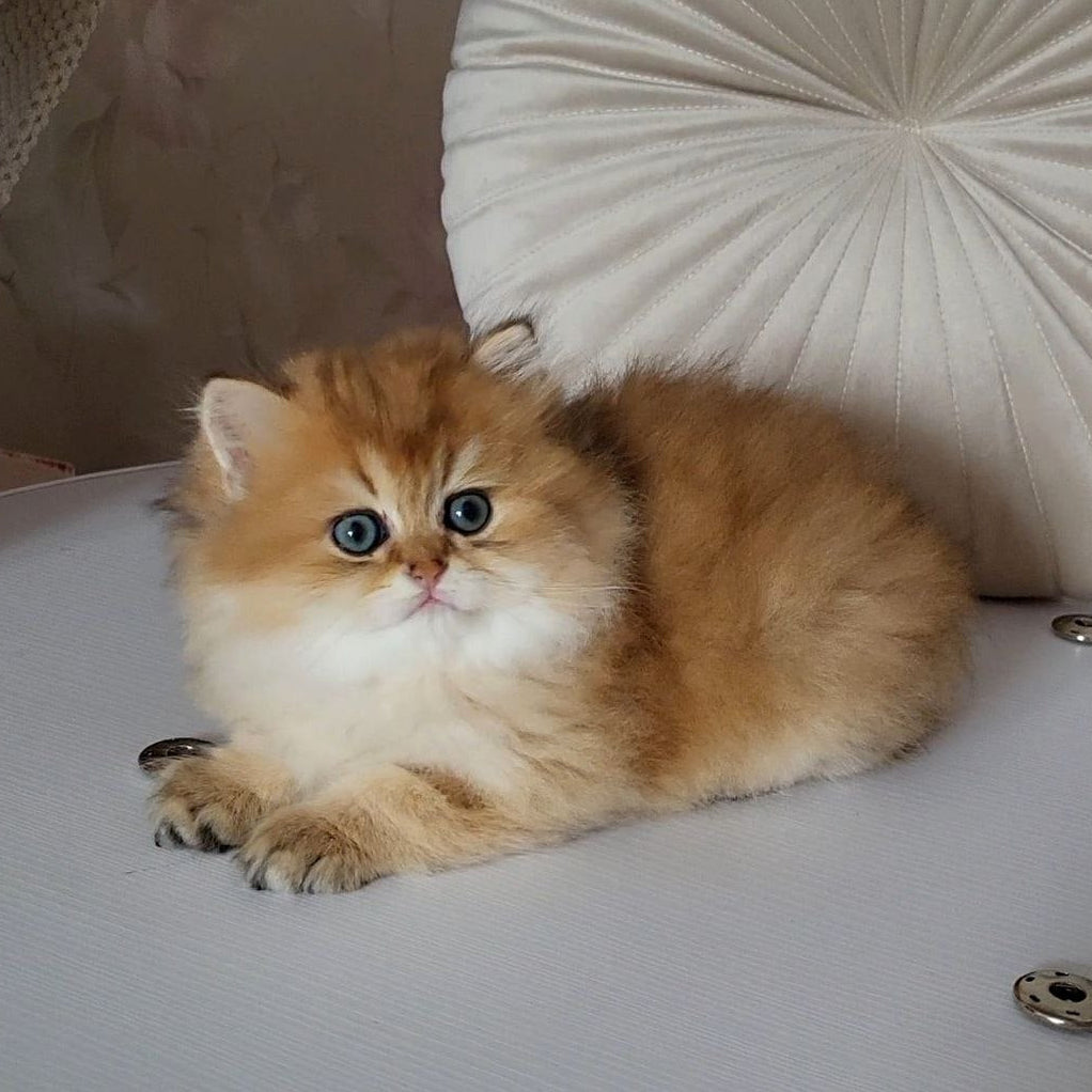 
                  
                    Oliver
                  
                