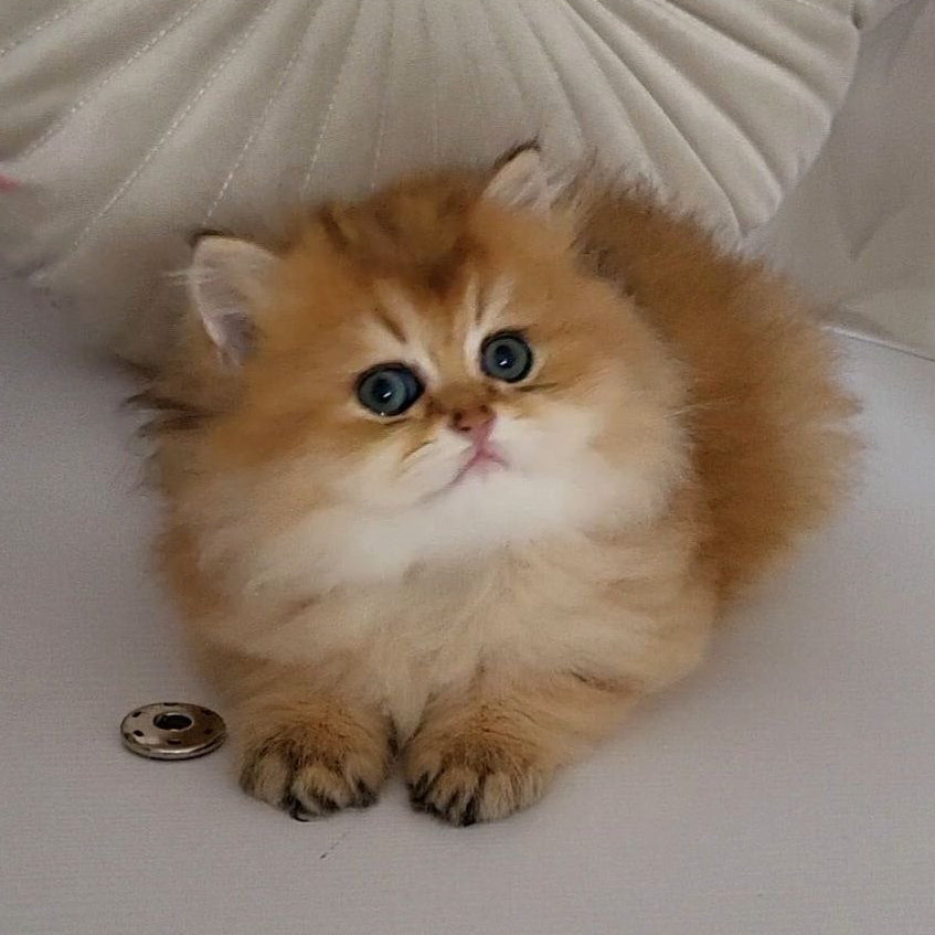 
                  
                    Oliver
                  
                